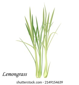 Lemongrass green bush, realistic vector illustration.