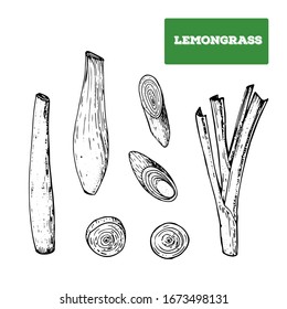 Lemongrass hand drawn vector illustration. Isolated sketch of lemongrass. Engraved illustration. Black and white.