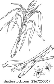 Lemongrass herb botanical sketch illustration