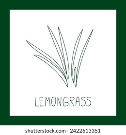 Lemongrass herb hand drawn vector line illustration. Healthy natural plant, cooking, aromatherapy, garden, medicinal. Outline sketch floral doodle