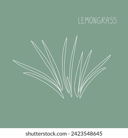 Lemongrass herb hand drawn vector line illustration. Healthy natural plant, cooking, aromatherapy, garden, medicinal. Outline sketch floral doodle