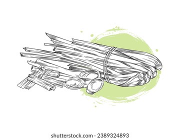 Lemongrass herb monochrome image at green backdrop, engraving sketch style vector illustration isolated on white background. Asian cuisine and medicine lemongrass plant.