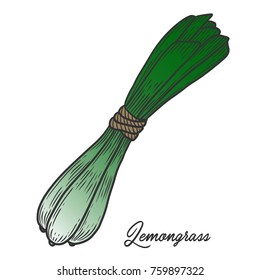 Lemongrass herb spice leaves, a bunch of herb, hand drawn vector sketch illustration