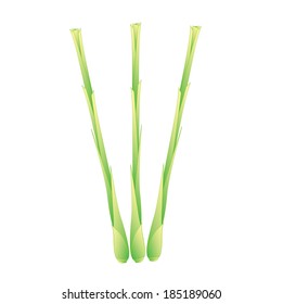 Lemongrass Herb,Vector Illustration of Vegetable Fresh