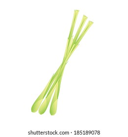 Lemongrass Herb,Vector Illustration of Vegetable Fresh