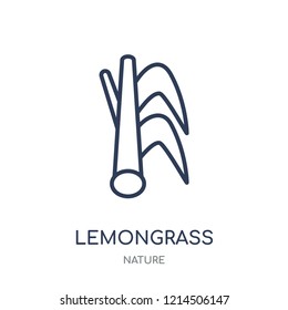 Lemongrass icon. Lemongrass linear symbol design from Nature collection. Simple outline element vector illustration on white background.