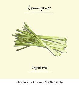 Lemongrass Illustration Used Ingredients For Cooking Some Food, Sketch & Vector Style