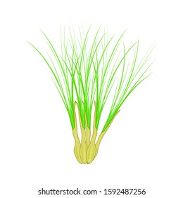 Lemongrass isolated on white background. Lemongrass, or Citronella leaves in cartoon style for cosmetics labels, natural health products, logo, price tag, tea label, packaging design. Stock vector