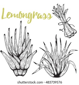 Lemongrass  isolated on white background. Culinary and medicinal herb.Using for medicine, perfume, gardening.Hand drawn botanical vector illustration