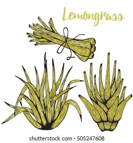 Lemongrass  isolated on white background. Culinary and medicinal herb.Using for medicine, perfume, gardening.Hand drawn botanical vector illustration