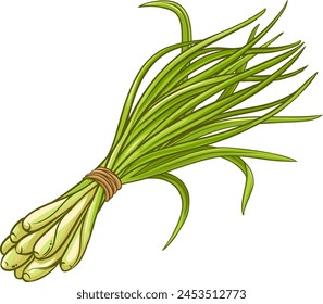 Lemongrass Leaves Colored Detailed Illustration.