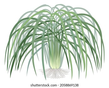 lemongrass on a white background. vector