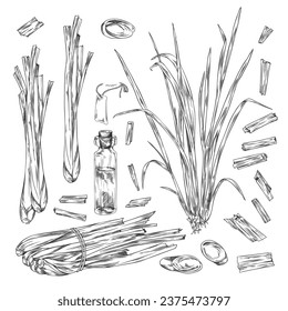 Lemongrass plant black and white illustration in sketch style, isolated on white background. Hand drawn lemongrass with retro engraving. Ingredient for cooking, cosmetics, medicine and essential oil.