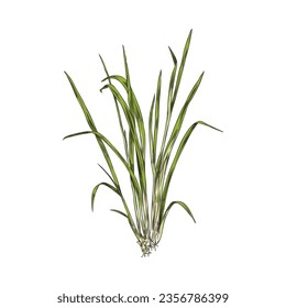 Lemongrass plant bush shoot or sprout engraving sketch style vector illustration isolated on white background. Lemongrass shrub or clump of shrubs with stems.