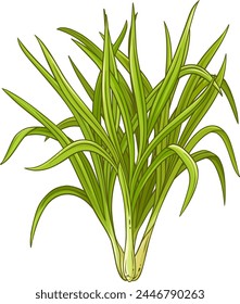 Lemongrass Plant Colored Detailed Illustration.