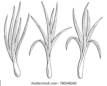 Lemongrass plant graphic black white isolated sketch illustration vector