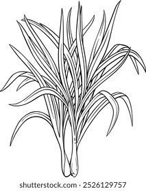 Lemongrass Plant with Leaves Outline Illustration.