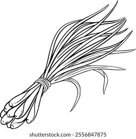 Lemongrass Plant with Leaves Outline Illustration.