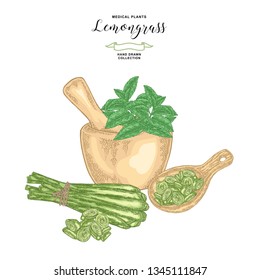Lemongrass plant and mint leaves set. Hand drawn lemongrass bunch, mortar with fresh mint and wooden spoon. Vector illustration.