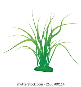 lemongrass plant on white background vector design
