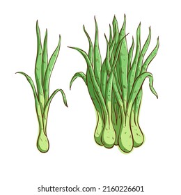 lemongrass plant vector illustration on white background