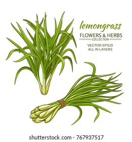 lemongrass plant vector illustration on white background
