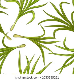 Lemongrass  Plant Vector Pattern