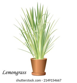 Lemongrass en una olla, ilustración vectorial.