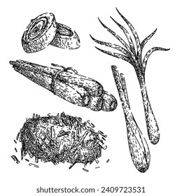 Zitronengras handgezeichnet. Vektorpflanze, Blatttop, Illustration botanischer Leingras-Vektorgrafik. einzelne schwarze Illustration