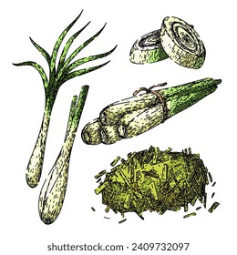 Zitronengras handgezeichnet. Vektorpflanze, Blatttop, Illustration botanischer Leingras-Vektorgrafik. einzelne Farbgrafik