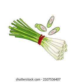 Lemongrass spice vector realistic colored botanical illustration