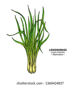 Lemongrass vector drawing. Isolated illustration of leaves. Organic essential oil sketch. Beauty and spa, cosmetic and tea ingredient. Great for label, poster, flyer, packaging design.