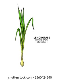 Lemongrass vector drawing. Isolated illustration of leaves. Organic essential oil sketch. Beauty and spa, cosmetic and tea ingredient. Great for label, poster, flyer, packaging design.