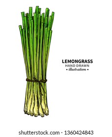 Lemongrass vector drawing. Isolated illustration of leaves. Organic essential oil sketch. Beauty and spa, cosmetic and tea ingredient. Great for label, poster, flyer, packaging design.