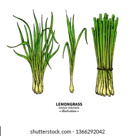 Lemongrass vector drawing. Isolated vintage  illustration of leaves. Organic essential oil sketch. Beauty and spa, cosmetic and tea ingredient. Great for label, poster, flyer, packaging design.