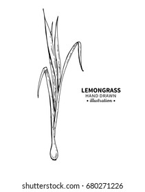 Lemongrass vector drawing. Isolated vintage  illustration of leaves. Organic essential oil engraved style sketch. Beauty and spa, cosmetic and tea ingredient. Great for label, poster, packaging design