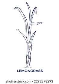 lemongrass vector herbal tea on white background