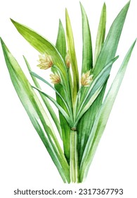 Lemongrass Watercolor illustration. Hand drawn underwater element design. Artistic vector marine design element. Illustration for greeting cards, printing and other design projects.