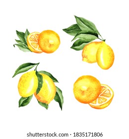 Lemons Arrangement Watercolor Set. Vector artistic collection isolated on white. cocktail party decorations