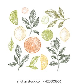 Lemons background. Linear graphic. Engraved citrus composition. Vector illustration