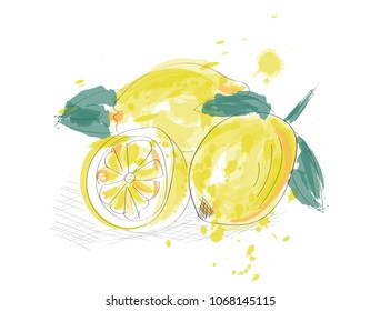 Lemons black line drawn on a white background. Vector painting of fruits. Abstract spots. Colored lemons