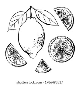 Lemons black line drawn on a white background. Vector drawing of fruits. 