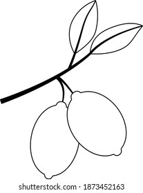Lemons black line drawn on a white background.  Citrus fruit sketch engraving vector illustration. Scratch board style imitation.  Design for cards, posters, t-shirts, icons.