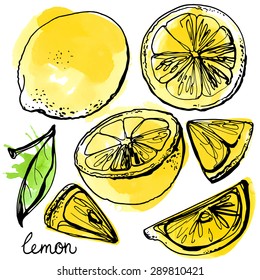 Lemons black line drawn on a white background. Vector drawing of fruits. Abstract spots. Colored lemons.