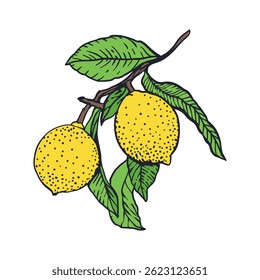 Lemons branch in graphic style. Fruits and leaves. Sketch in black ink with color painting. Hand drawn vector illustration. For greeting cards, food and cosmetic labels, banners, posters.