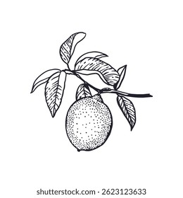 Lemons branch in graphic style. One fruit and leaves. Sketch in black ink. Hand drawn vector illustration. For greeting cards, food and cosmetic labels, banners, posters.