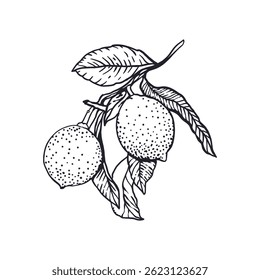 Lemons branch in graphic style. Two fruits and leaves. Sketch in black ink. Hand drawn vector illustration. For greeting cards, food and cosmetic labels, banners, posters.