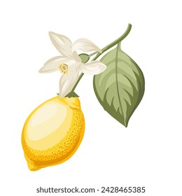 Lemons branch on white background