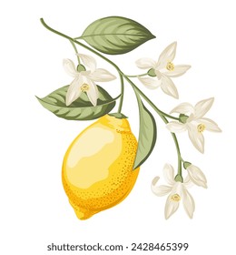 Lemons branch on white background