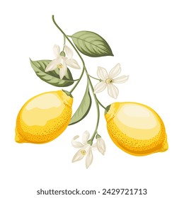 Rama de limones sobre fondo blanco